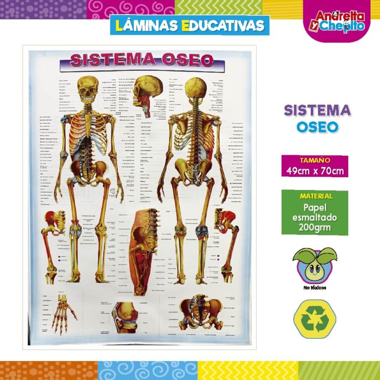 LÁMINAS EDUCATIVAS "SISTEMA OSEO"